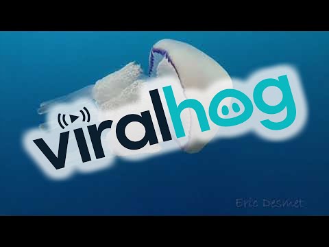 White Jellyfish Floats with Baby Fish || ViralHog