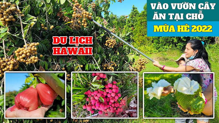 Vườn Cây Ăn Trái 40 Mẫu Của Người Việt Tại Hawaii Mỹ Mở cửa Cho mọi người vào ăn trái tại chỗ
