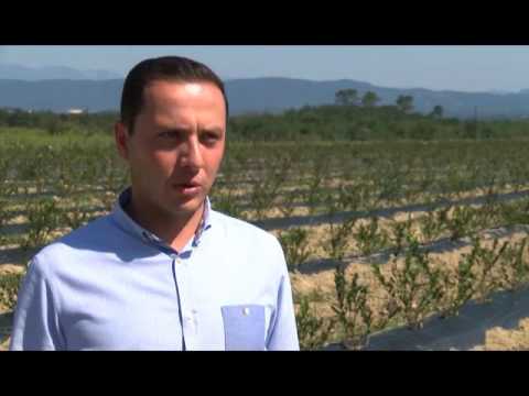 შპს \"არგო+\"-მა იმერეთის რეგიონში ლურჯი მოცვის ბაღი გააშენა