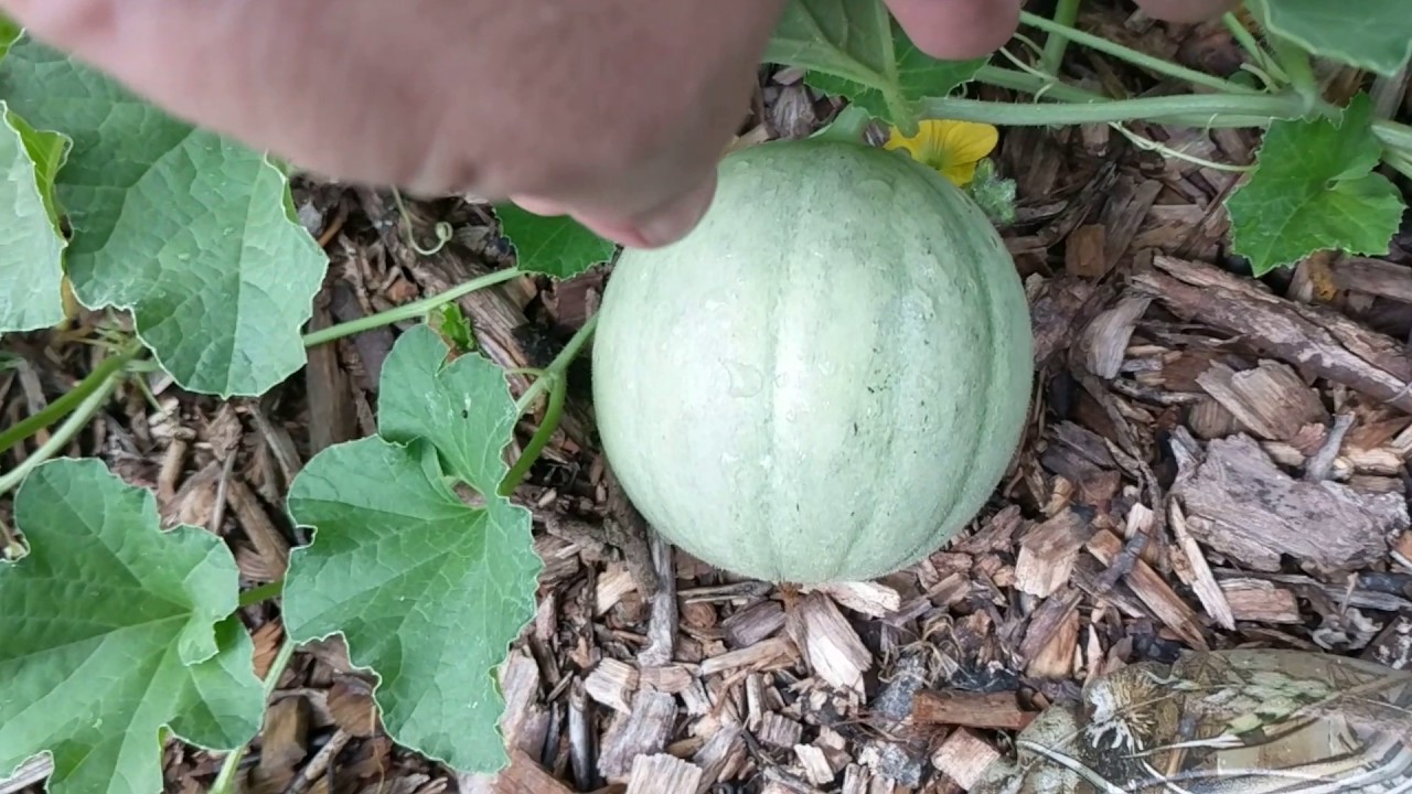 Back To Eden Garden Weekly Update July 14, 2017 - YouTube