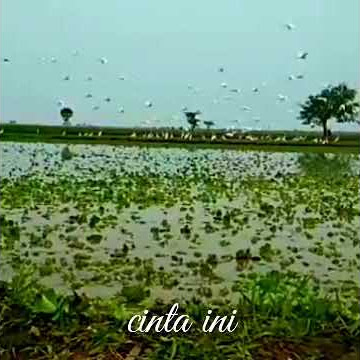 status wa l Lirik lagu arif - gerhana dalam cinta