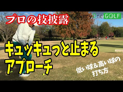 キュキュッと止まるアプローチ！プロの技を披露！低い球＆高い球で止める！オンラインゴルフレッスンサイトEVERYONEGOLF