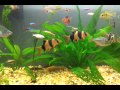 Tropical Freshwater Aquarium / Acuario (pecera) de Peces Tropicales de Agua Dulce - 29 galones
