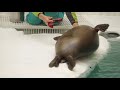撮影中バランスを崩しちゃうワモンアザラシのミゾレちゃん