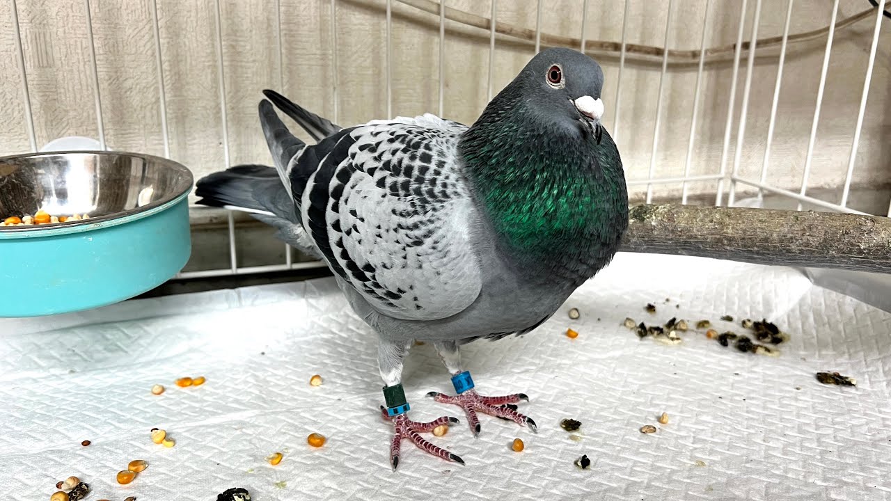 保護したハトを飼い始めて１年後・・・