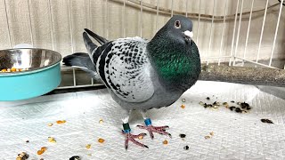 One year after I started keeping the protected pigeons... - YouTube