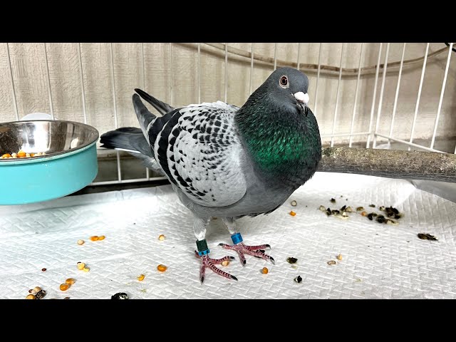 ハトの飼い方 ハトを飼ってみたい！飼育したい方に必要な情報を公開します！