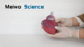 Male Bladder and Prostate Soft Silicone Anatomy Model screenshot 5
