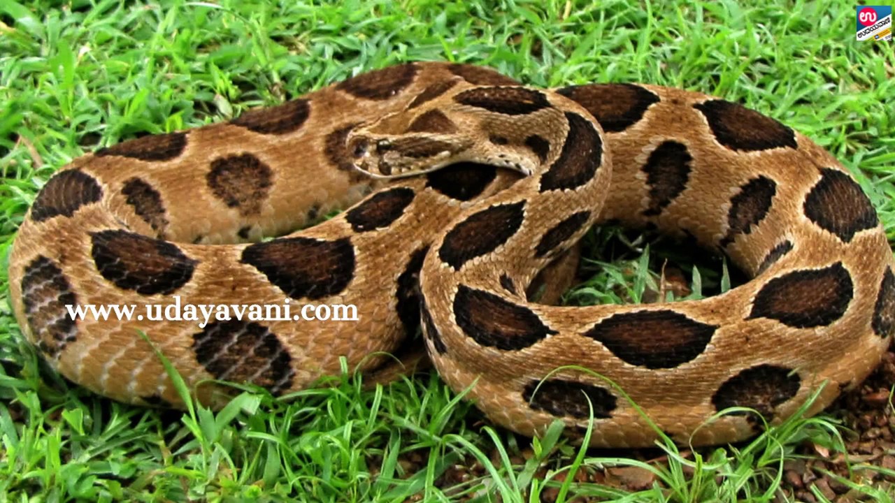 ಕನ್ನಡಿ ಹಾವುಗಳ ಜೀವನ ಶೈಲಿ : ಮಿಥ್ಯೆಗಳು ಮತ್ತು ವಾಸ್ತವ - UV Special Video