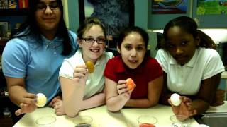 Our Eggciting Experiment
