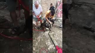 ?? Rescatan a perro que cayó en un pozo en Tlaquepaque