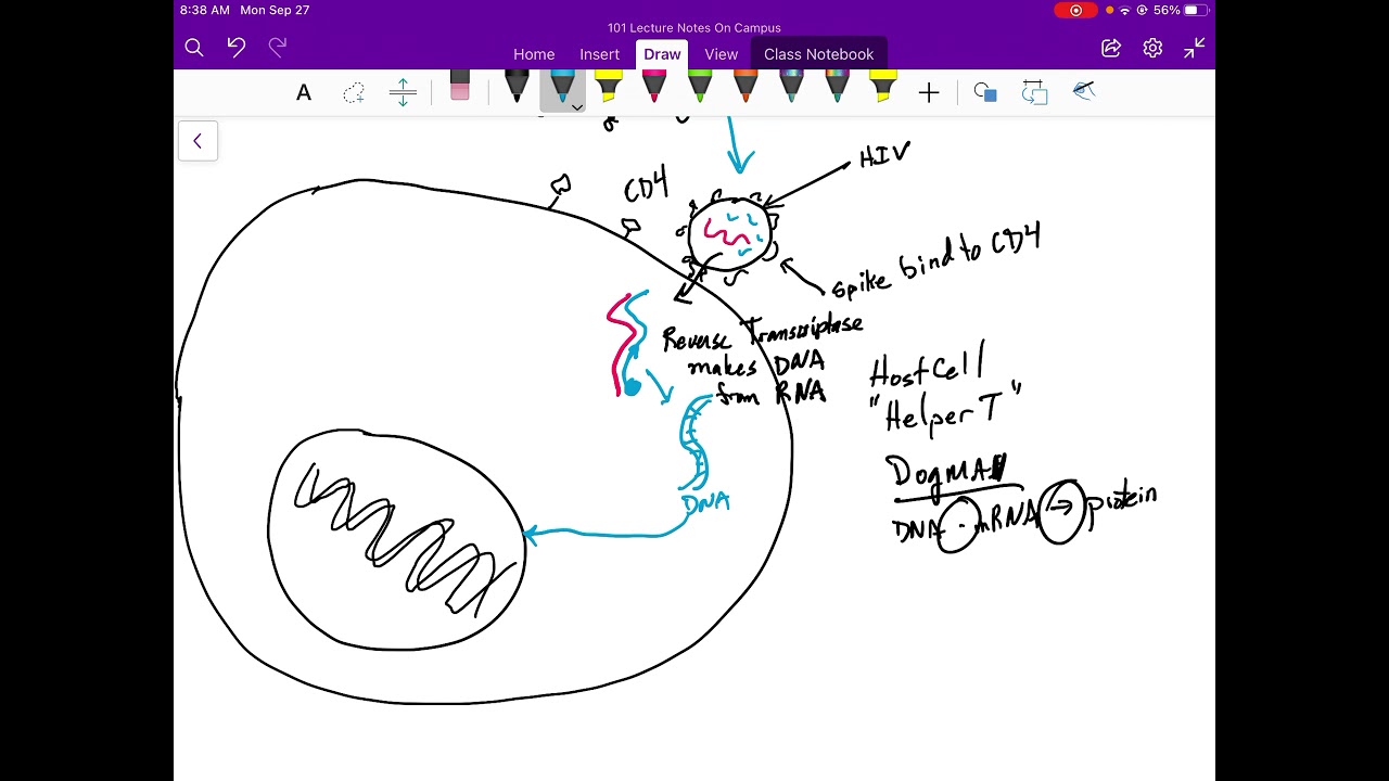 Example of Viral replication: HIV