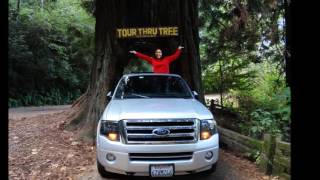 Information Drive Through Tree video Giant Redwoods California News