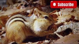 The Amazing World - Life of a Chipmunk during Winter