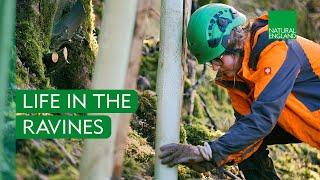 LIFE in the Ravines: Restoring the Peak Districts Special Woodlands | 20-Min Documentary @naturalenglandvideo
