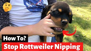 How to Stop your Rottweiler Puppy from Biting And Nipping?
