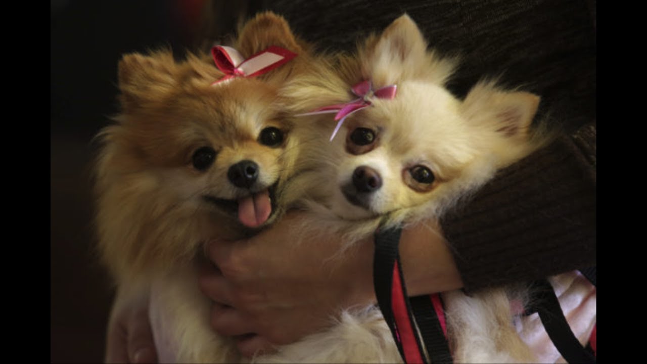 People are getting sick from a bacterial disease – and pet-store puppies might be to blame reported noun