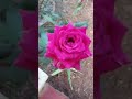 Rose is the Rose