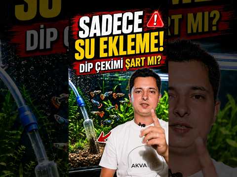 Dip Çekimi Şart mı? Sadece Su Eklemek Yetmez!