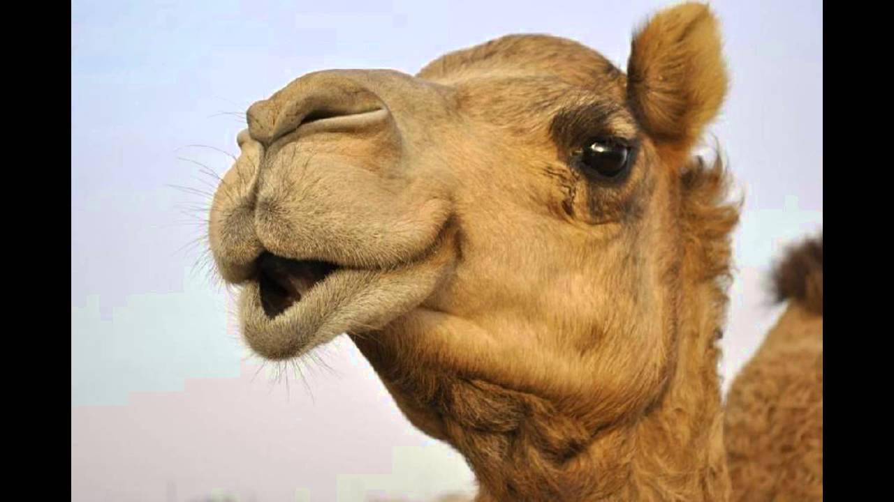 Верблюд с 2 горбами. Дикий одногорбый верблюд. Верблюд для детей. Кама гибрид. Одногорбый верблюд.