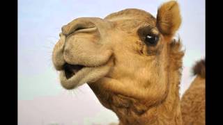 How The Camel Got His Hump @YaOughtaLearn