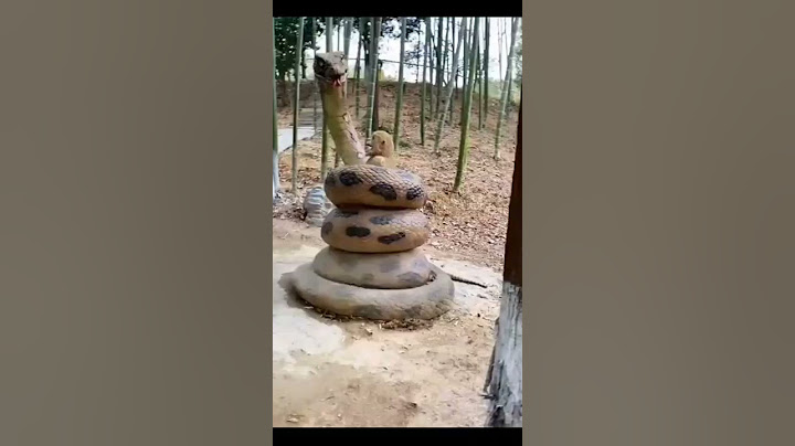 A horrific scene, a large and huge snake wrapped around a monkey in a forest in India