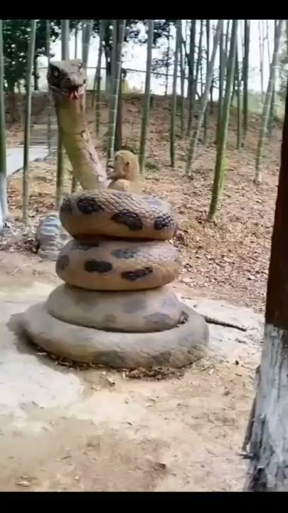 A horrific scene, a large and huge snake wrapped around a monkey in a forest in India
