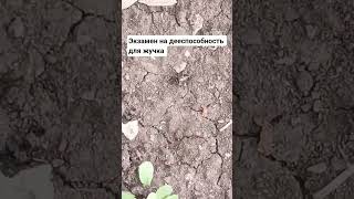 #shorts #entomology #russia #ukraine #belarus #serbia #slovenia #slovakia #poland #czechrepublic #ok