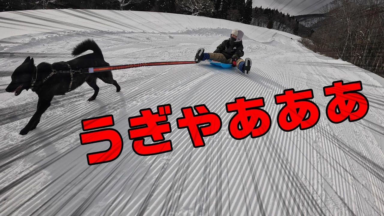 【ノーリードOK】小童とゲレンデを爆走する甲斐犬【黒姫高原スノーパーク】