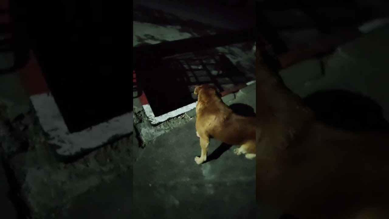 Когда решили выселить пса с завода... 