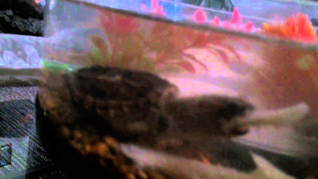  My Baby Snapping Turtle Eating Delicious Fish