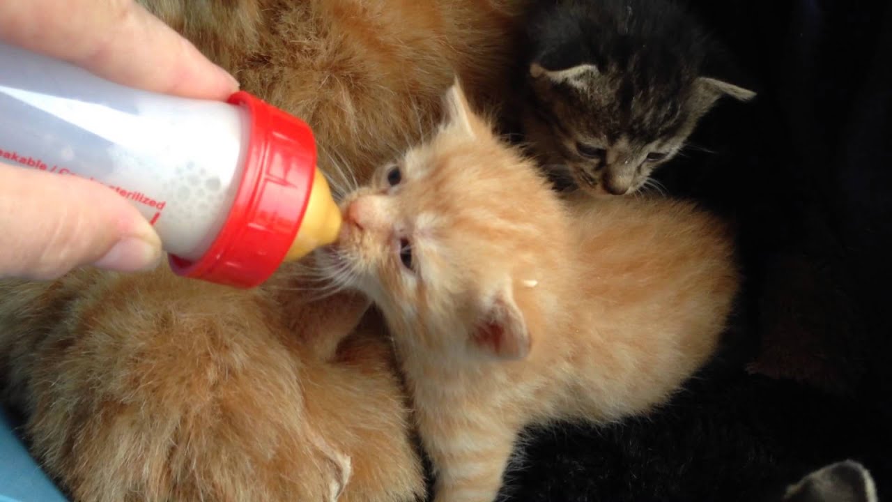 Katzenbabies Bekommen Ihr Fläschchen Feeding Little Kitten