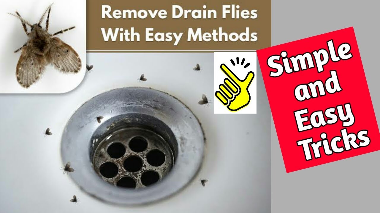 How to Get Rid of Drain Flies/Moth Flies and Prevent an