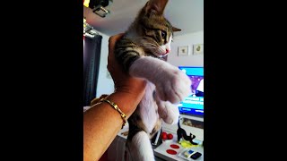 Полная история  Ромашки -котенка без лапки.The full story of Chamomile, a kitten without a paw.#cat