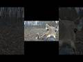 Caught on Cam: Deer Licks, Then Stares Into My Soul 😳