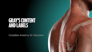 Complete Anatomy for Educators - 03 Gray's content and labels
