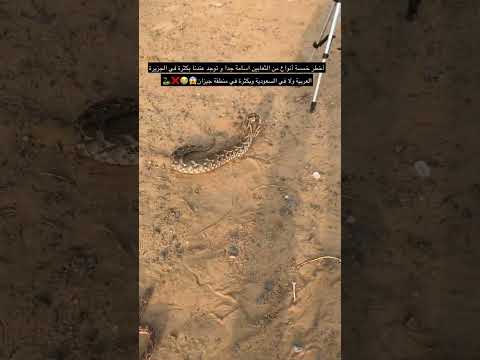 أخطر خمسة أنواع من الثعابين اسامة جدا و توجد عندنا بكثرة في الجزيرة العربية ولا في السعودية
