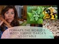 The Incredible Edible Luffa - The Most Versatile Vegetable for Your Covert Garden