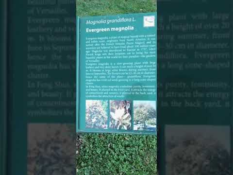 Video: Jenis Dan Jenis Magnolia (46 Foto): Magnolia Putih Siebold, Kuning Dan Merah Jambu, Lebner Dan Virginia, 