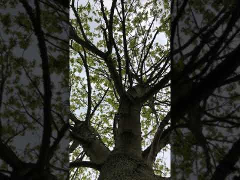 Norway Maple -