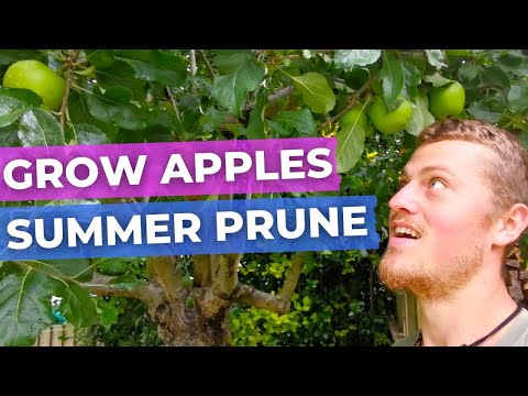 Vídeo: Como cultivar maçãs Jonamac - requisitos crescentes para árvores Jonamac