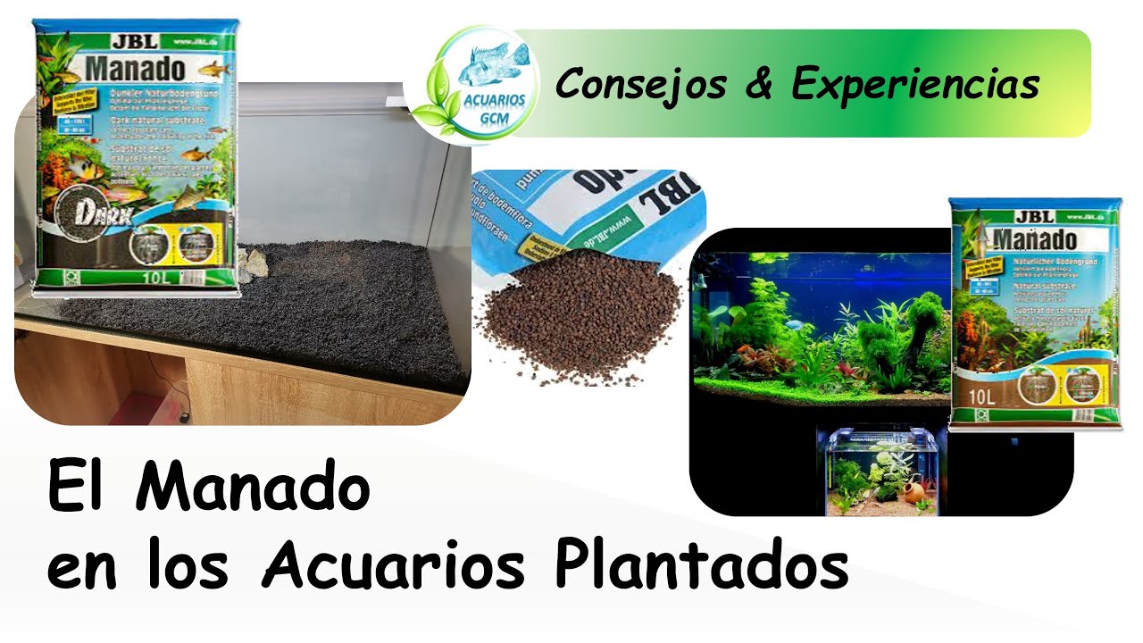 MANADO IN PLANTED TANKS: HOW TO USE IT AND RECOMMENDATIONS TO USE