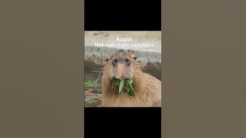 Your month your capybara (All months)