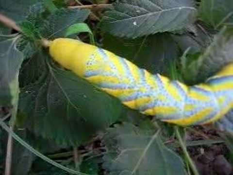 GUSANOS EN MI JARDIN - YouTube