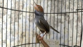 Prenjak Kepala Merah Gacor Cari Lawan Bikin Prenjak Lain Langsung Nyaut