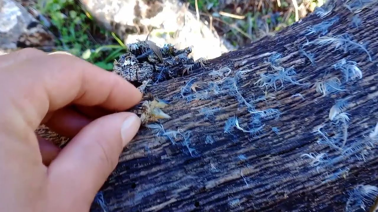Día de careo , otra investigación forense.👀🤠