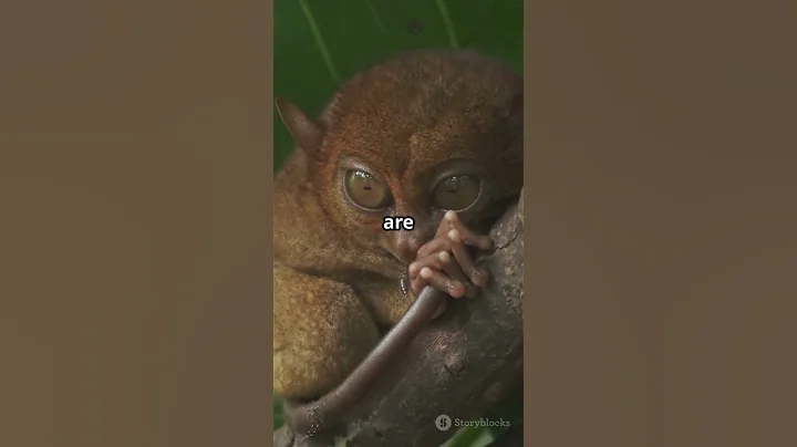 Mind Blowing Facts About Tarsiers! 2025
