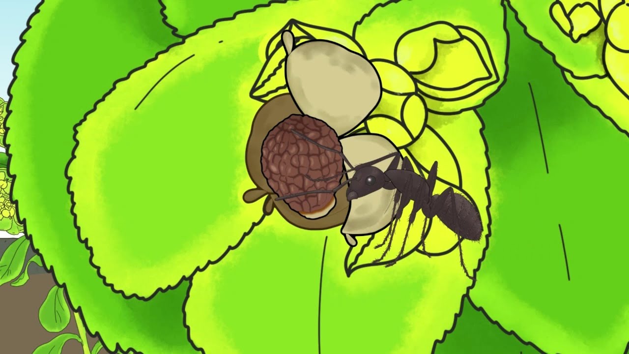 Plant Adaptations (Long version: KS3+/general interest)