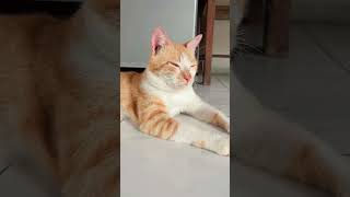 Ngantuk #youtubeshorts #ngantuk #cute #cat #catlovers #funny #adayinmylife