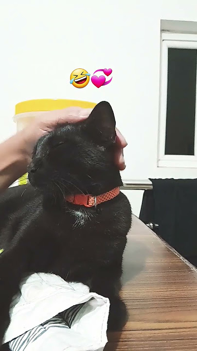 ഇത്തിരി കുരുത്തക്കേട് കളിക്കാനും വിടൂല 🤣#ytshorts #cat #simba #kittens #catlovers